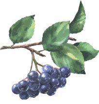 Aronia